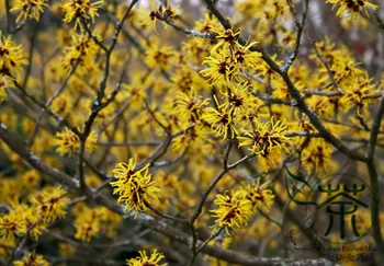 

Hamamelis Mollis Chinese Witch Hazel Jing-Lv-Mei