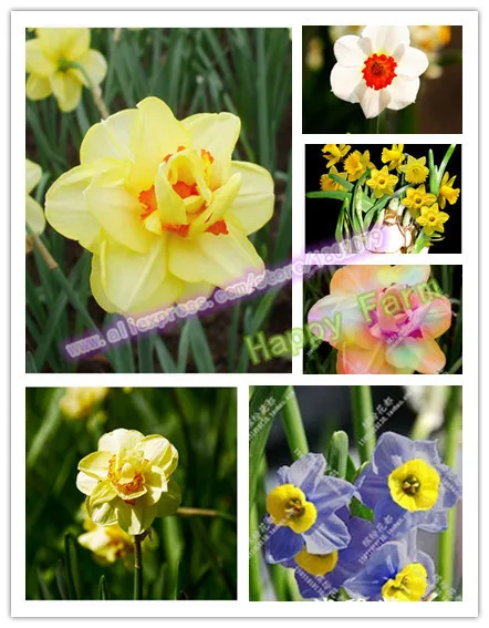 Нарциссы, Daffodil бонсай, нарциссы сад, чистый воздух, домашние Настольные горшечные растения-100 шт нарциссы tazetta flores