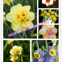 Нарциссы, Daffodil бонсай, нарциссы сад, чистый воздух, домашние Настольные горшечные растения-100 шт нарциссы tazetta flores