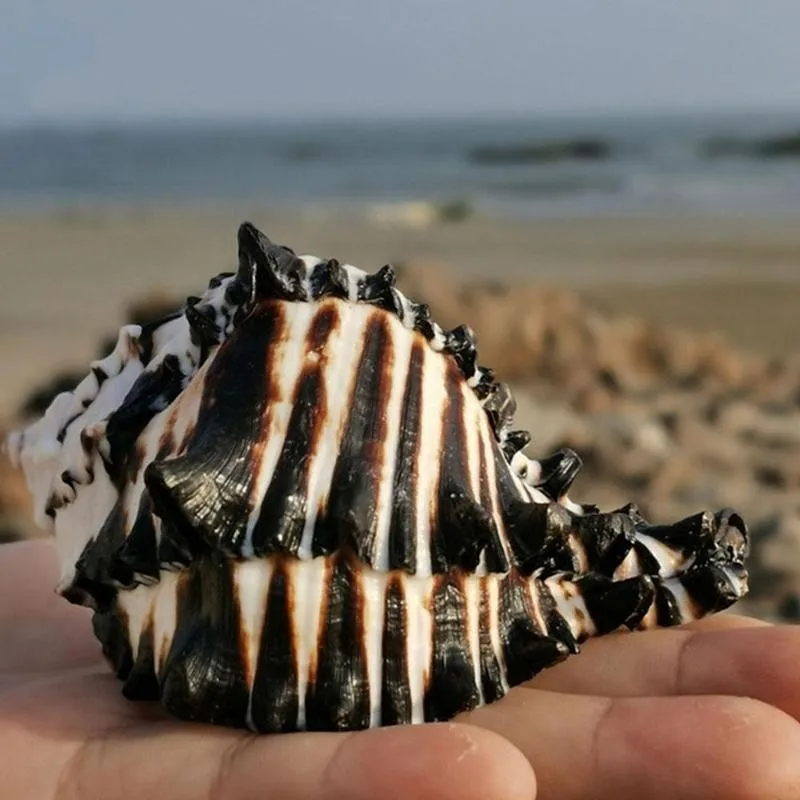 11-13cm Natural Black White Bone Snail Mediterranean Home Fish Tank Platform Landscape Coral Conch Shells Creative Craft Gift