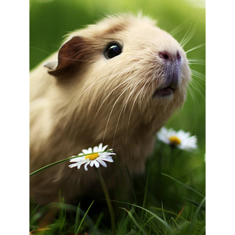 DIY Diamond Painting Animals Cute Guinea Pig Cross Embroidery cross Stitch Kits Drill Full Rhinestone painting for Needlework