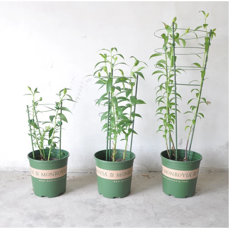 Durable Creative Vine Climbing Rack 60cm Flower Decorative Gardening Tools Vegetables Plant Trellis Plant Support Frame