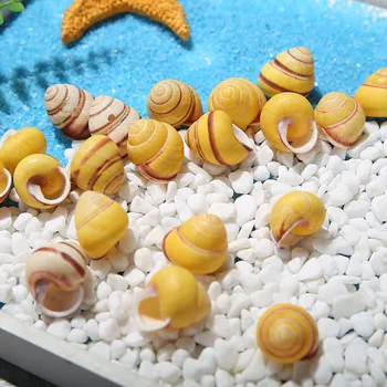 

20pcs natural conch shells mini Shell морской декор conchas de mar para bisuteria schelpen decoratie nautical home decor 2 cm