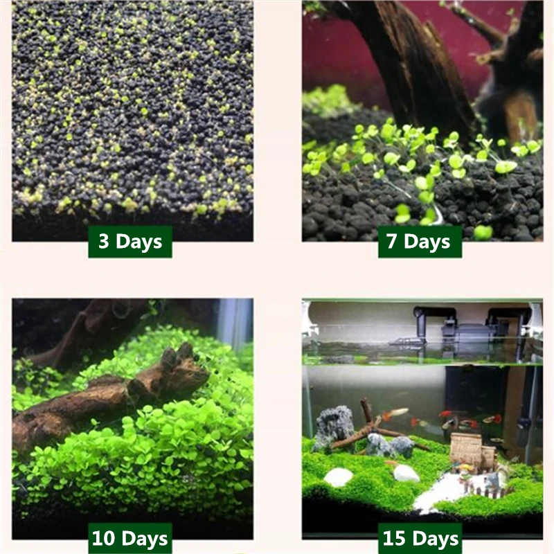 Легкое растущее водяное растение для аквариума Glossostigma Hemianthus Callitrichoides водные