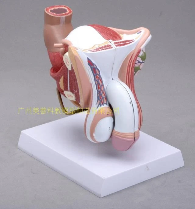 4parts 1 1 Life Sized Human Male Female Anatomy Internal External Reproductive Organs Urinary System Model Andrology Structure Aliexpress