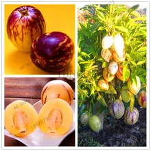 103 Ginseng fruit garden,Potted plants,mini tree Nutrition is rich, beautiful,Bonsai plant for courtyard,Vegetable melon flores