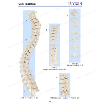 

Huaman Skeleton of Spine Column Models Anatomical of 24 Vertebrae with Realistic Appearance for Medial Supplies and Equipments