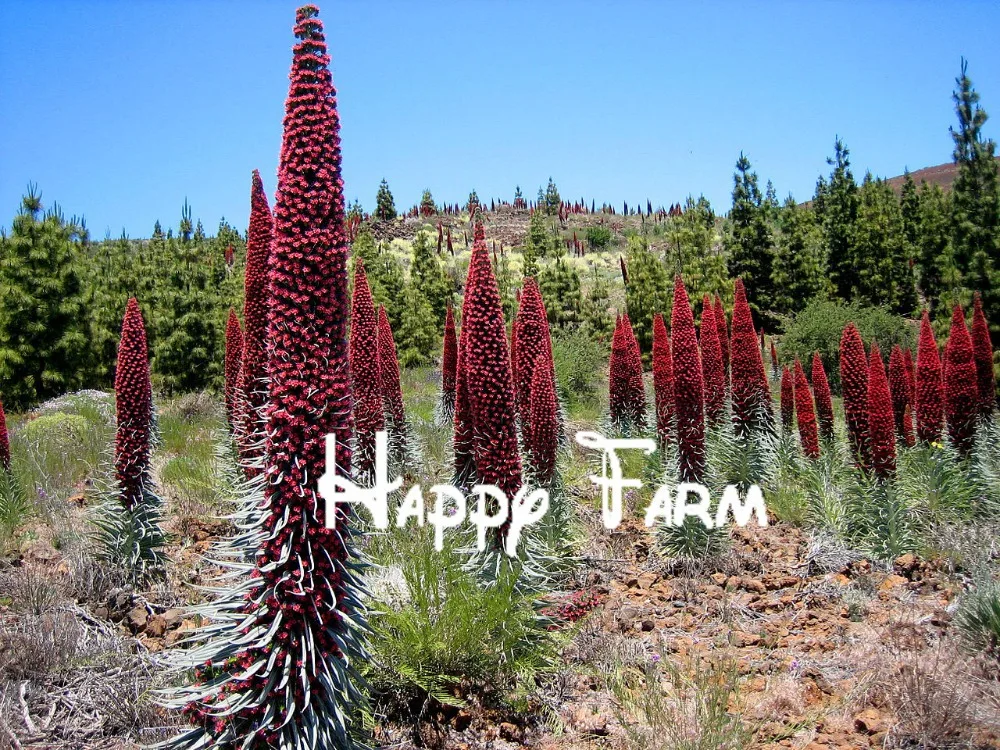Редкий Цветочный бонсай Roter Teide Natternkopf-Echium wildpretii-50 Samen-дерево растения-башня драгоценностей Дом и сад