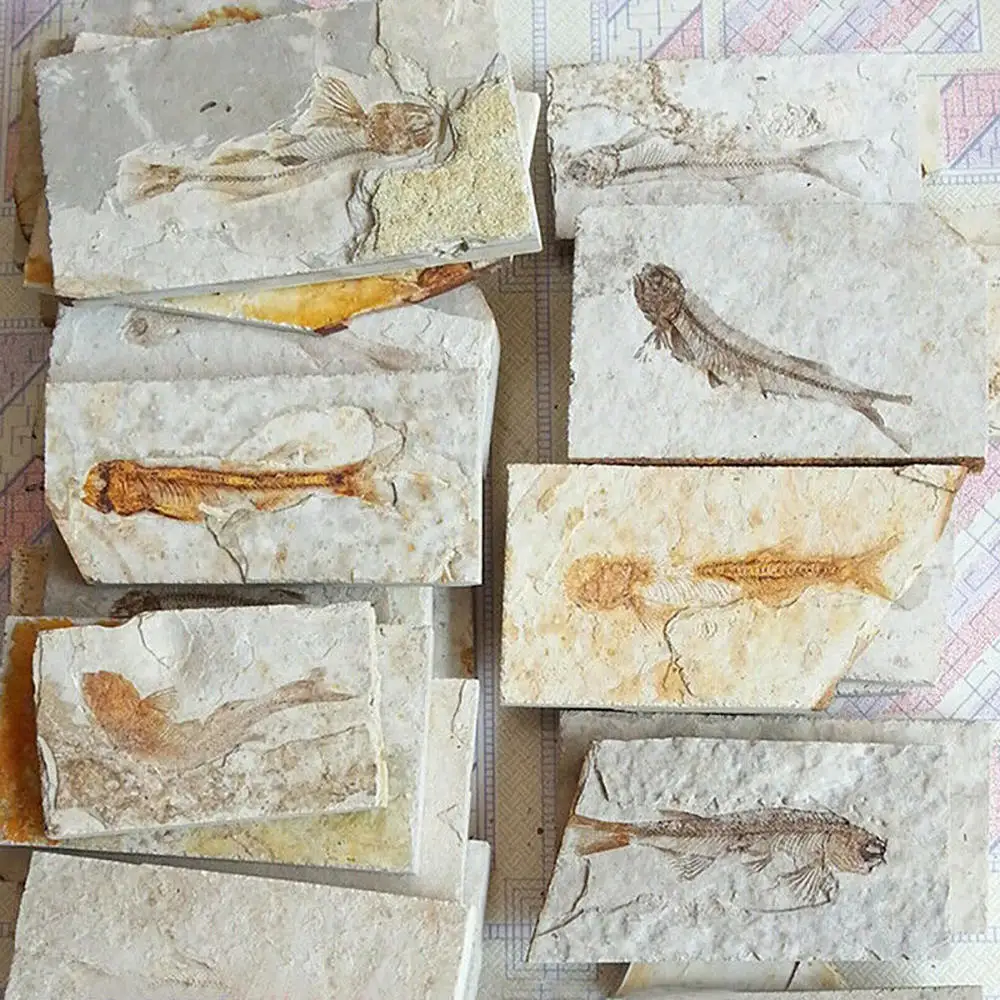 1pc Fish Fossil Natural Fish Lycoptera Fossil Specimen Insect Fossil Specimen Gift Collection Stone Home Decoration