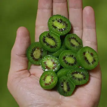 

Plant Fruits Bath Salts Mini Kiwi Berry Essence 160Pcs SG-14-A