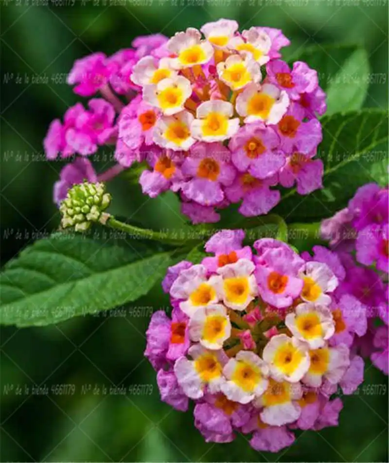 50 шт./пакет Lantana camara бонсай растения семейный сад цветок, растение, свадебная брошь, декоративный горшок садовом выращивании цветов - Цвет: 1