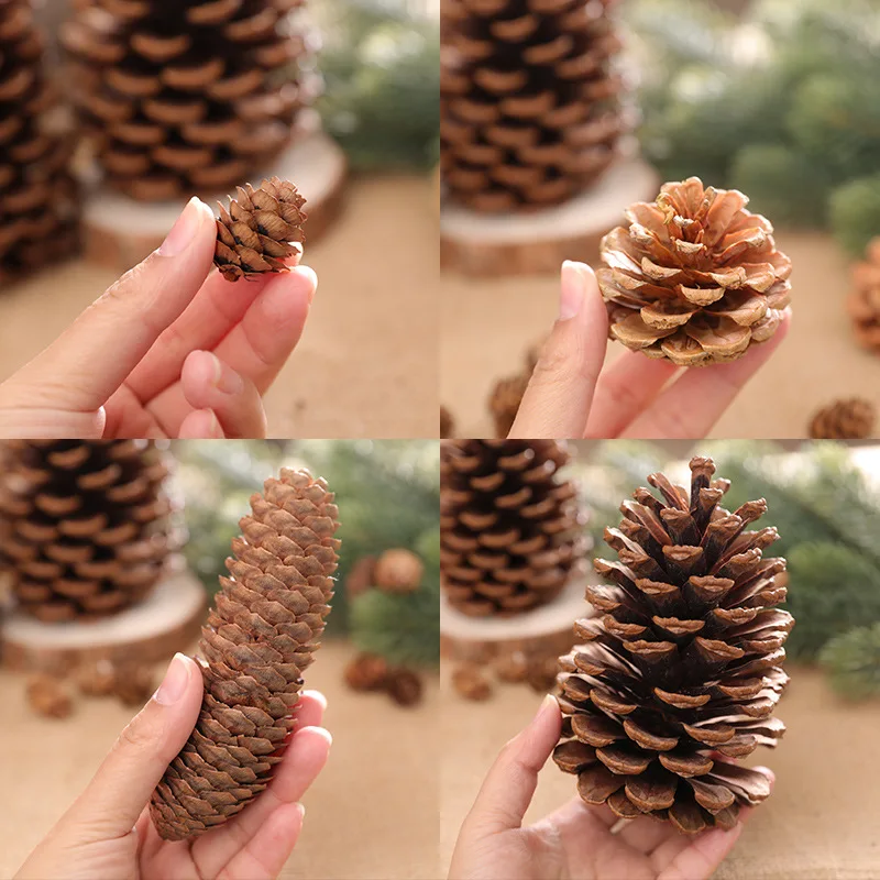 100pcs/Lot Mini Small Natural Pine Cones Dried Flowers for Christmas  Decoration or Crafting - AliExpress