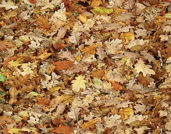 

Autumn yellow leaves Vinyl Photography Background Computed Printed Children Backdrops for Photo Studio