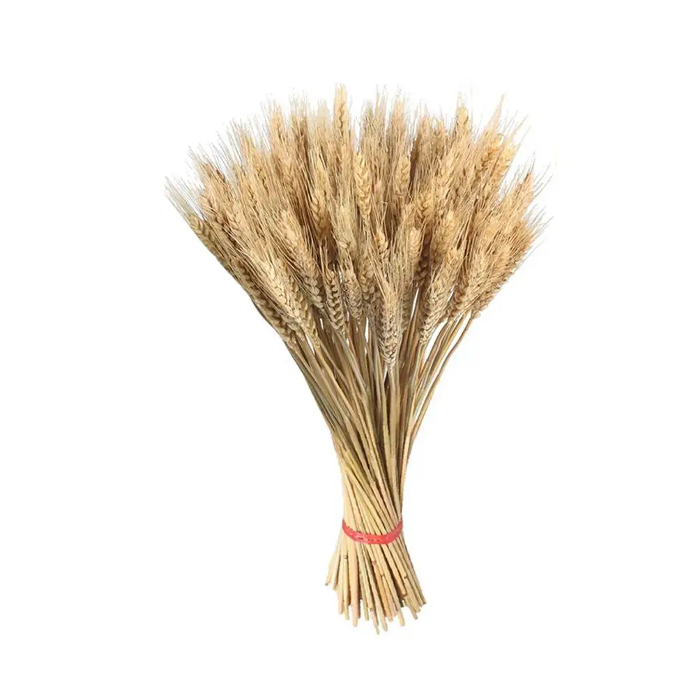 

100PCS Real Wheat Ear Flower Natural Dried Flowers For Wedding Party Decoration DIY Craft Scrapbook Home Decor Wheat Bouquet