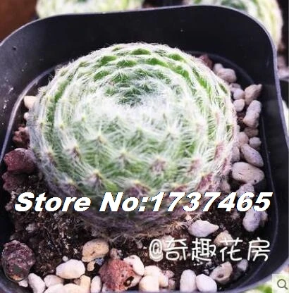 5 Импортные настоящие 20 шт Sempervivum Mischung Mix succulent-home garden - Цвет: 5