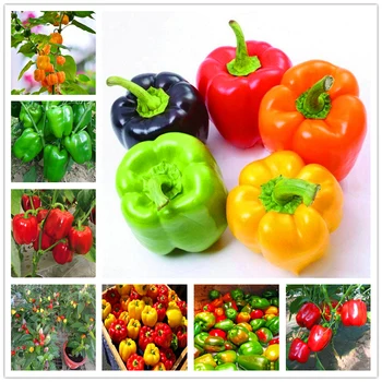 

Plant Flower Bath Salts sweet pepper Vegetable Essence 100Pcs XZZ-316