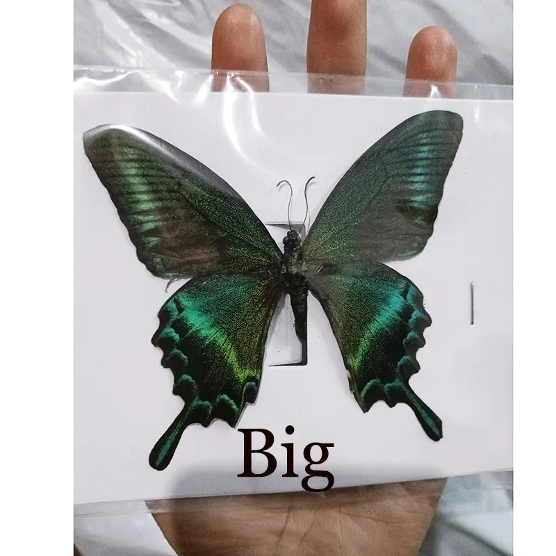 38 Real Butterfly Specimens Insect Figurines Production Charm Home Decoration Accessories for Living Room Collection Art