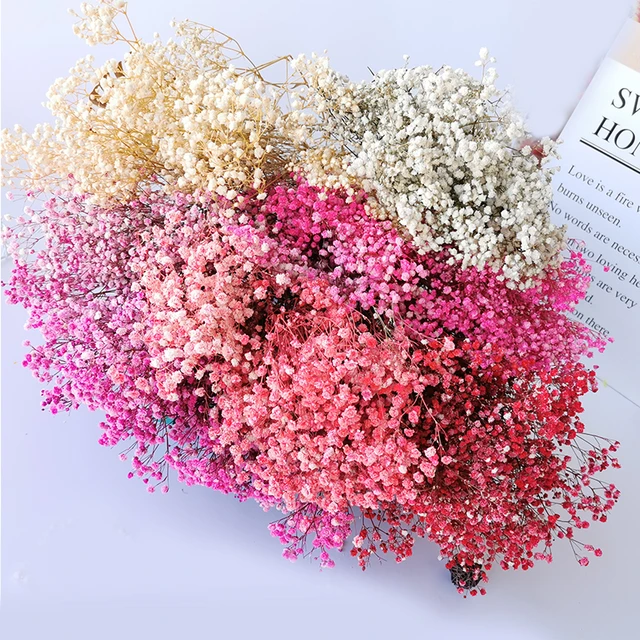 Flores secas naturales preservadas Gypsophila Paniculata, flor seca  BabysBreath, accesorios de decoración para casa de boda - AliExpress