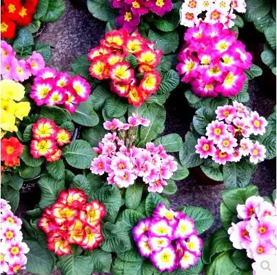 50 шт./партия primrose, Primula, цветы, балкон, домашний сад - Цвет: 6