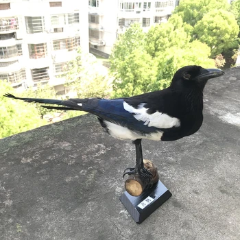 

1Pcs Taxidermy stuffing Pica pica Eurasian Magpie /Common Magpie /Black-billed Magpie Teaching / Decoration