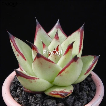 

Ngryise 2pcs a set Echeveri agavoides Ebony