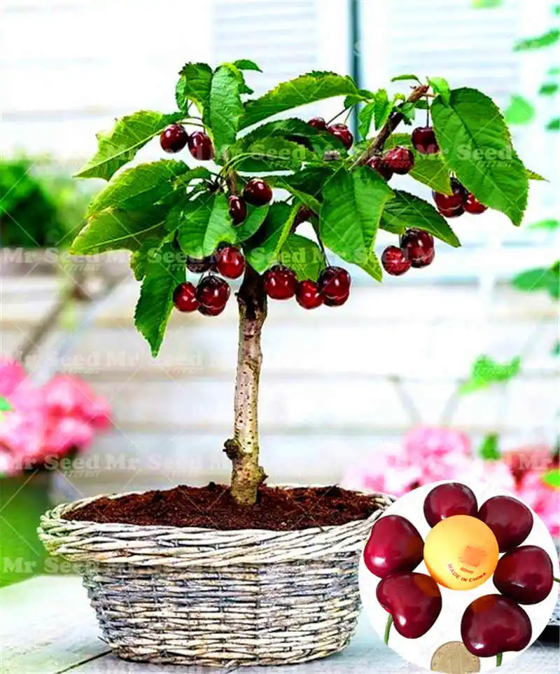10 шт Супер Большое Вишневое растение бонсай в горшке черная вишня дерево бонсай растение сладкие фрукты многолетники для семьи фруктовый сад