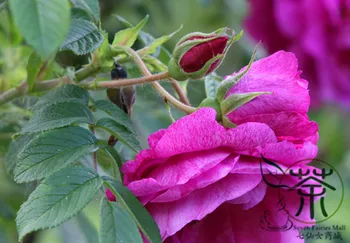 

Japanese Rose Rosa Multiflora Baby Rose Hong-Ci-Mei