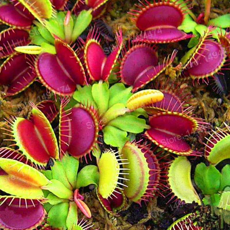 100 шт. Летающая ловушка plantas Dionaea muscipola гигантский зажим Венера флайтрап завод Бонсай плотоядное растение сад дионаея саженцы Флорес