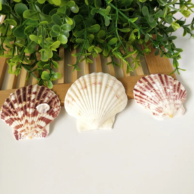 100 шт./пакет морские раковины Schelpen Coquillage Conchas Shell для украшения дома Вавилон морской домашний Морской Декор 4-7 см гребешок