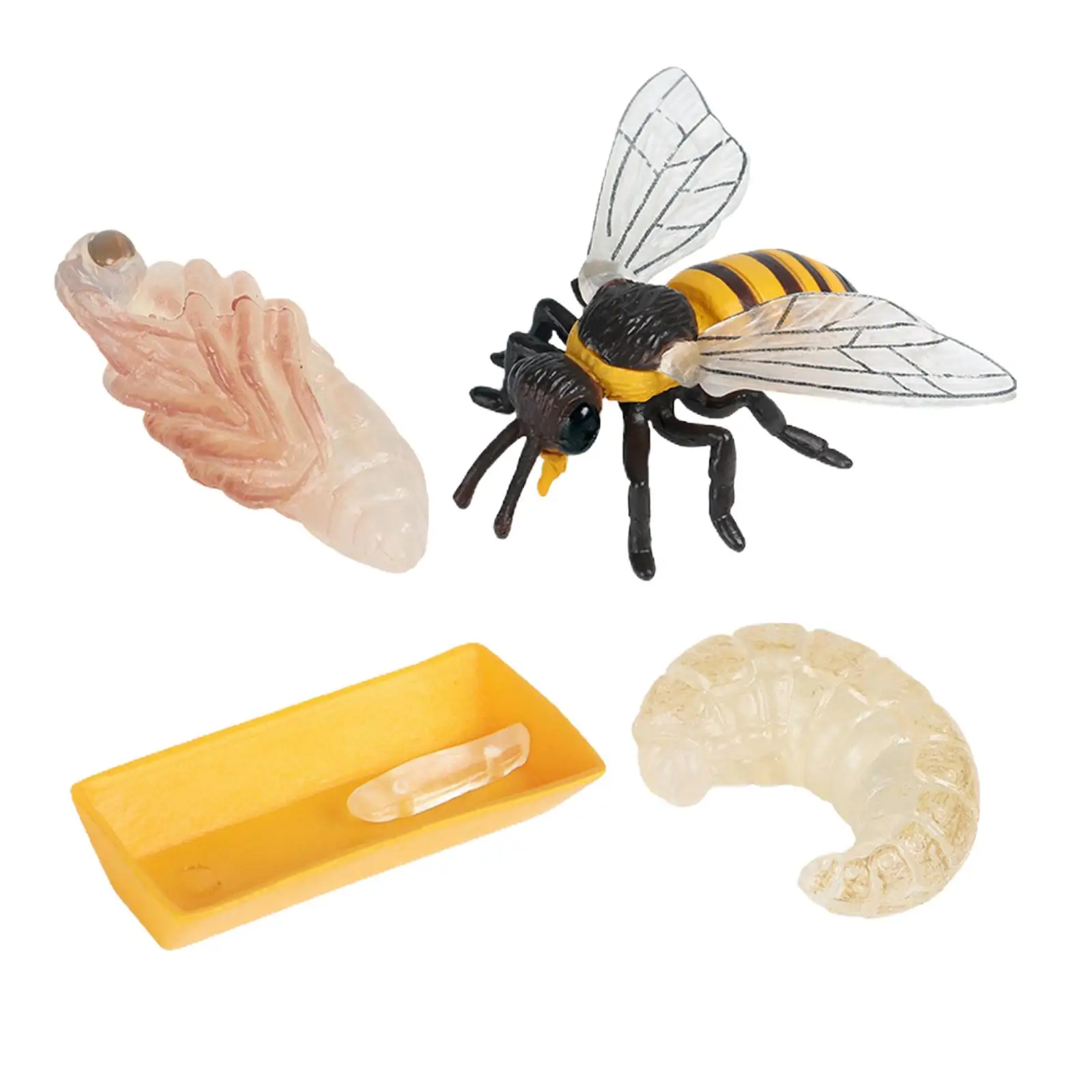 Lot of 4 Nature Bee Growth Cycle Child Education Learning Teaching Toys，Realistic 2