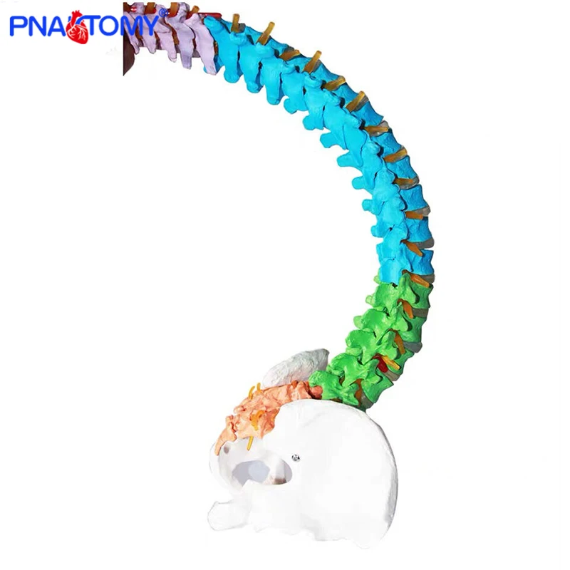 

85cm adult colored flexible spine model skeleton anatomy medical teaching tool pelvis bone life size nerves and artery model