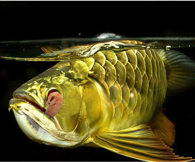 熱帯シクリッドカメflowerhorn Carnivore魚食品凍結乾燥したエビantarticオキアミ Feeders Aliexpress