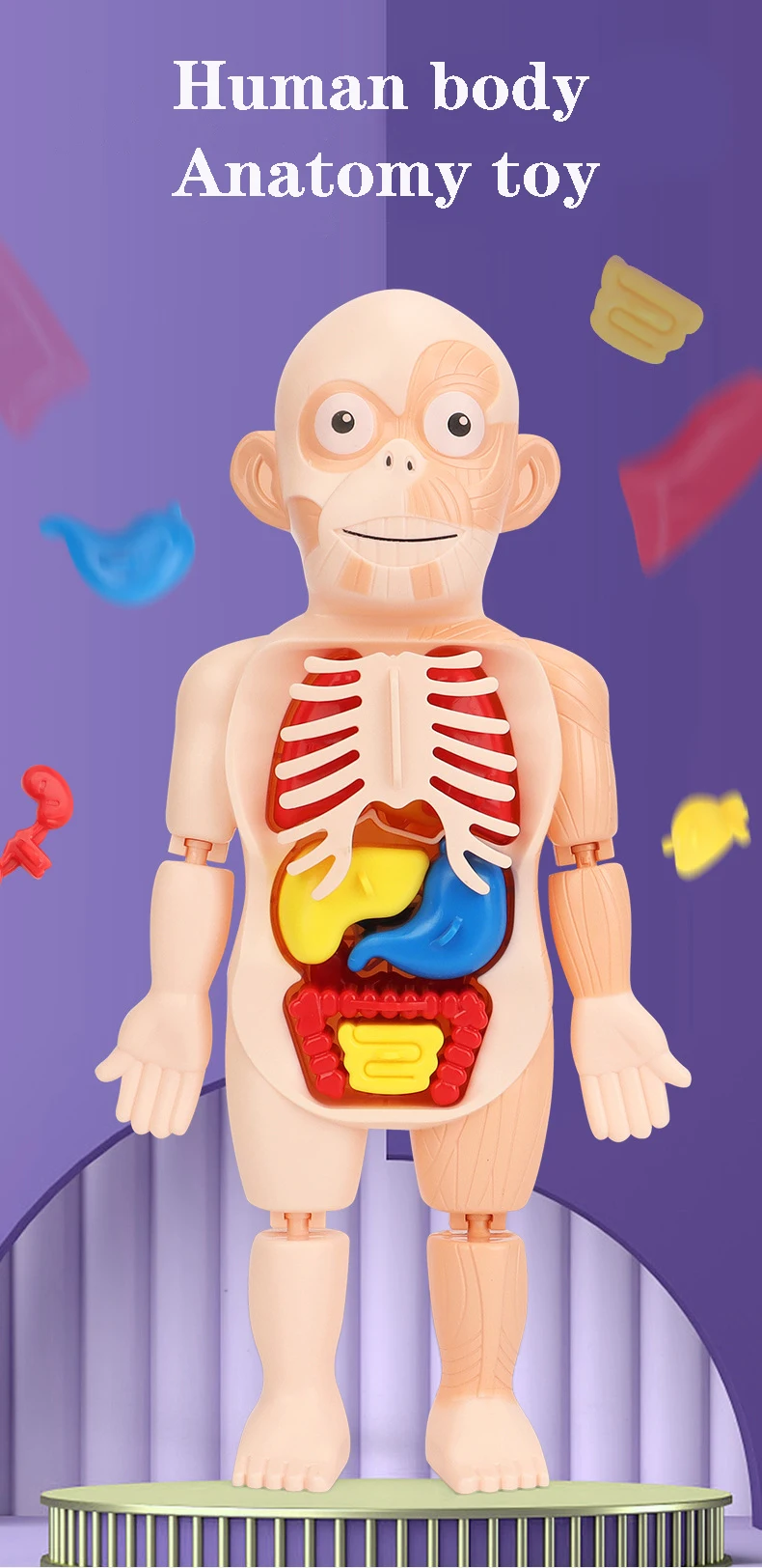 Anatomia do Corpo Didáticos para Crianças Montessori Quebra-cabeça Humano Aprendizagem Educacional Precoce Faça Você Mesmo Montado Brinquedos Sensoriais H746w 3d 3 Brinquedos e hobbies