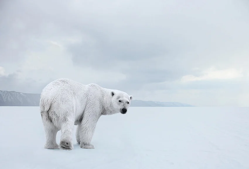 Виниловый фон для детской фотосъемки с изображением белого медведя и снега|Фон
