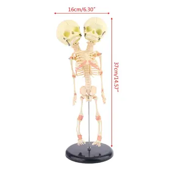 

Human Double Head Baby Skull Research Model Skeleton Anatomical Brain Anatomy Teaching Display