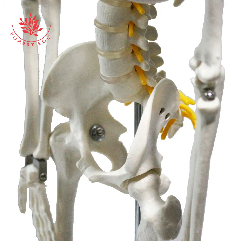 Medical Science FRT006 Half Life Size 85cm Skeleton Hanging Type With Spinal Nerves & Carotid Artery Scientific