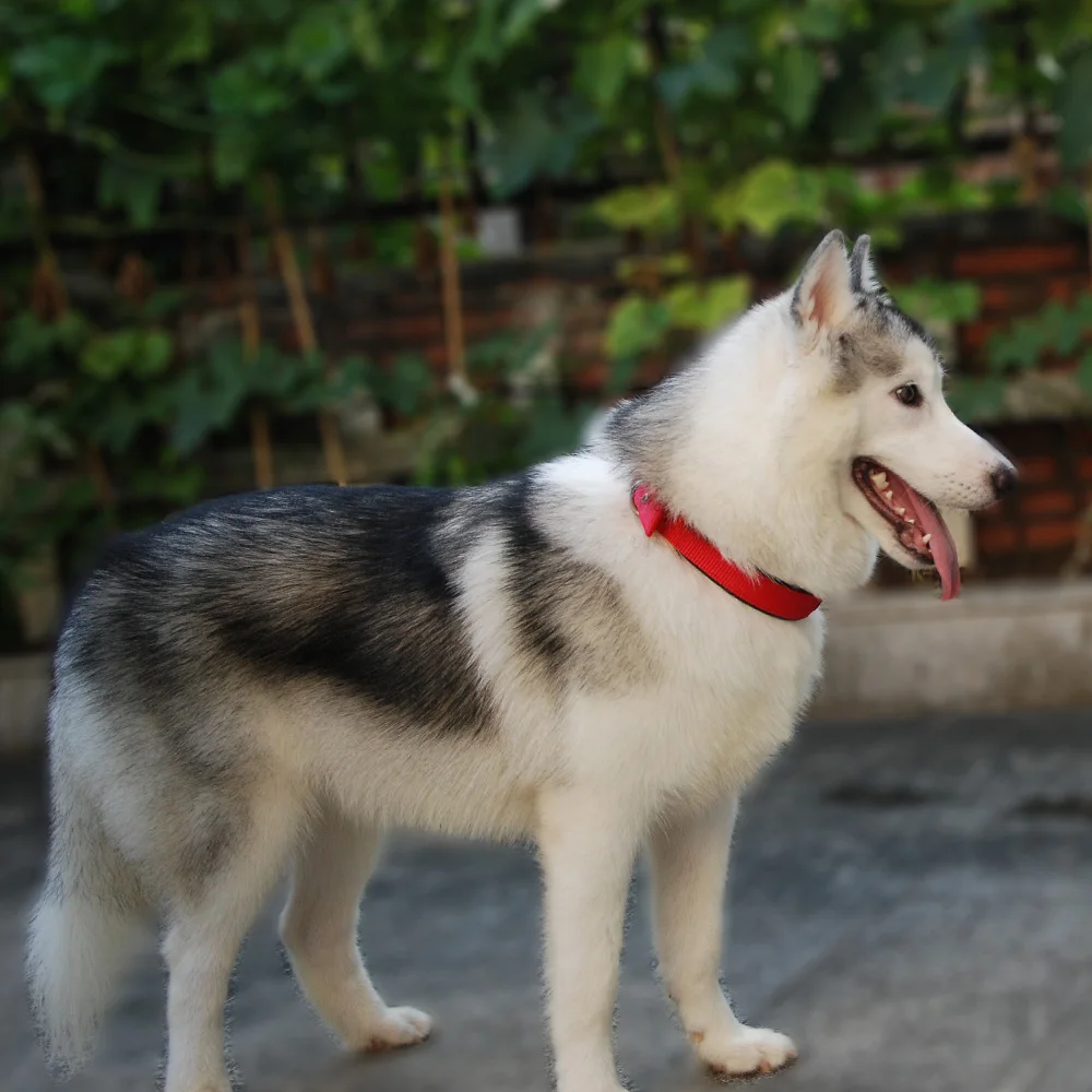 Nylon Pet Collars PP Adjustable Neckband Foam Padded Dog Collar Soft Durable For Small Medium Large Dogs And Cats Pets Supplies