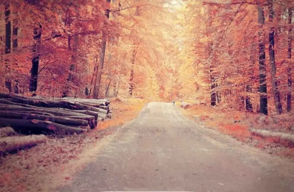 

SHUOZHIKE Vinyl Custom Photography Backdrops Prop Autumn Scenery Theme Photo Studio Background MH19511-90487