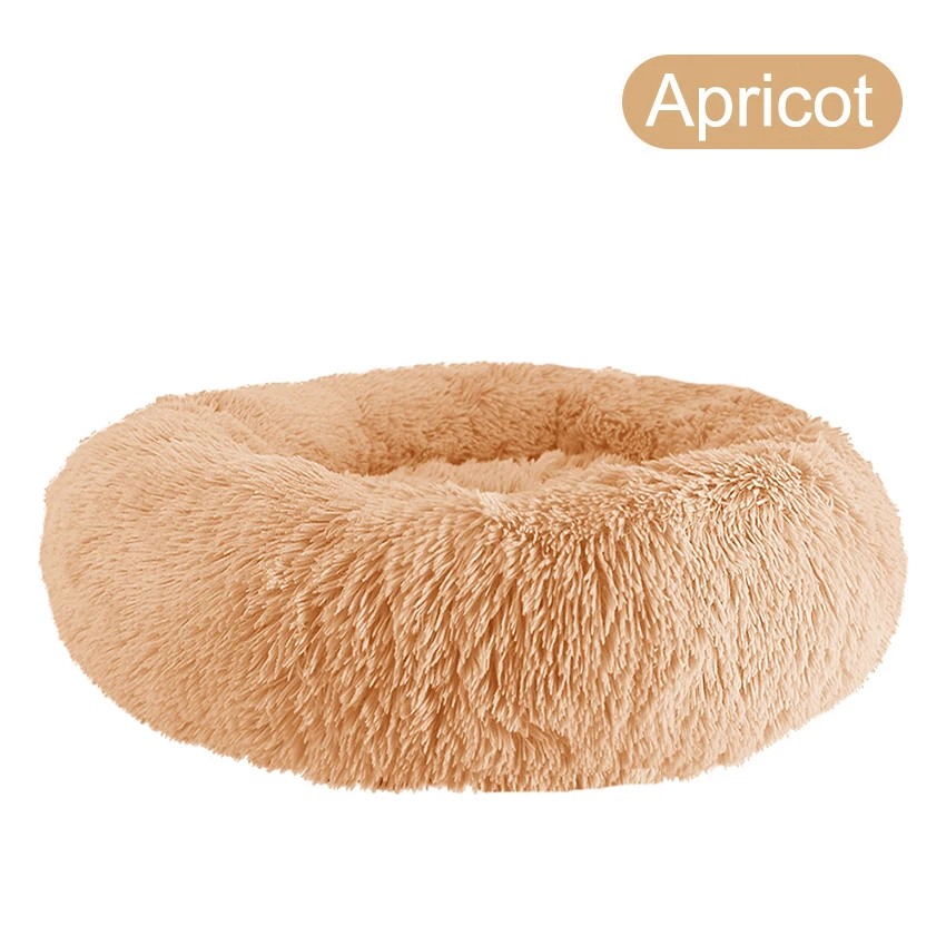 Apricot