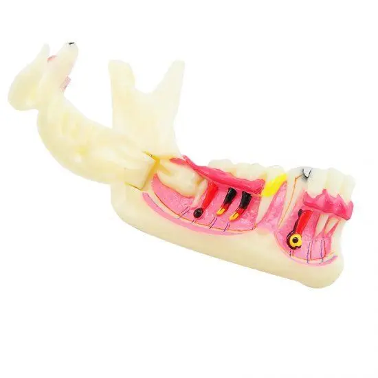  Dental MandibularTeeth Demonstration Anatomical Patient Study Teach Model - 32687309910