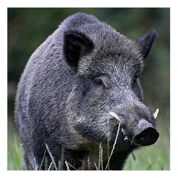 

LZAIQIZG 5D Diamond Painting Wold Boar Pig Full Square/Round Diamond Embroidery Animal Pattern Cross Stitch Mosaic Home Decor