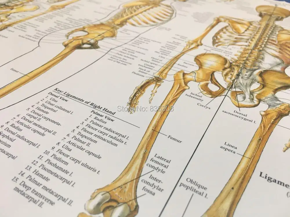 Искусство Шелковый плакат печать тела карта настенные картины для позвоночника медицинский Скелет Анатомия обучение симулятор дыхательных путей управление pratice