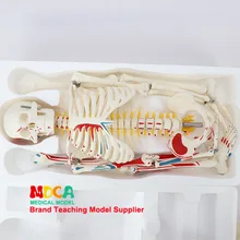 85 см Тип столба человеческий скелет модель нейронных мышц и окончание скелета йога обучение медицина для Mgg205