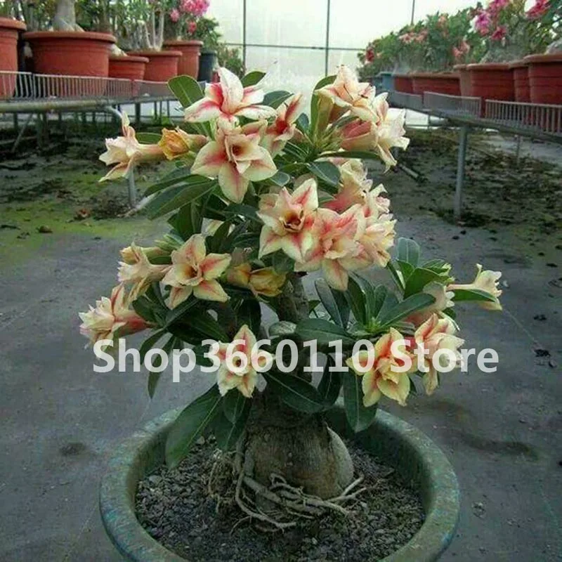 Пустынная Роза бонсай цветы в горшках бонсай Adenium Obesum комнатное бонсай растение мини дерево в горшке для домашнего сада растение 1 шт