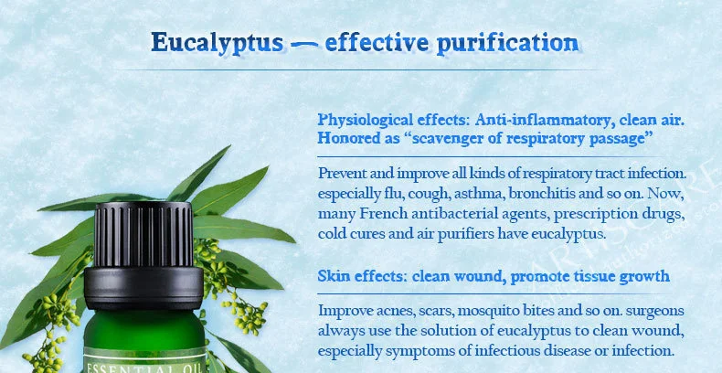 eucalyptus_03