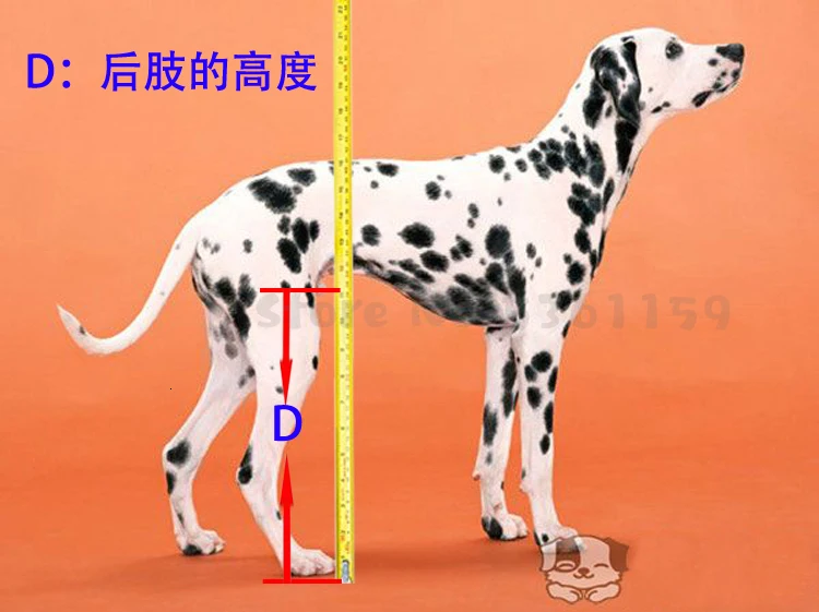 Протез для домашних животных, инвалидная коляска для собак, задняя конечность, инвалидная коляска для домашних животных, Задняя опора для ног