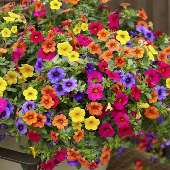 

100pcs Hanging Petunia Seeds Petunia Seeds Potted Easy-to-Drop Hanging Flower Seeds Four Seasons Sowing Flower Seeds Garden Tool