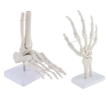 

2pcs Life Size Human Hand Foot Joint Anatomical Model Skeleton Medical Learning Teaching Tool, Lab Display