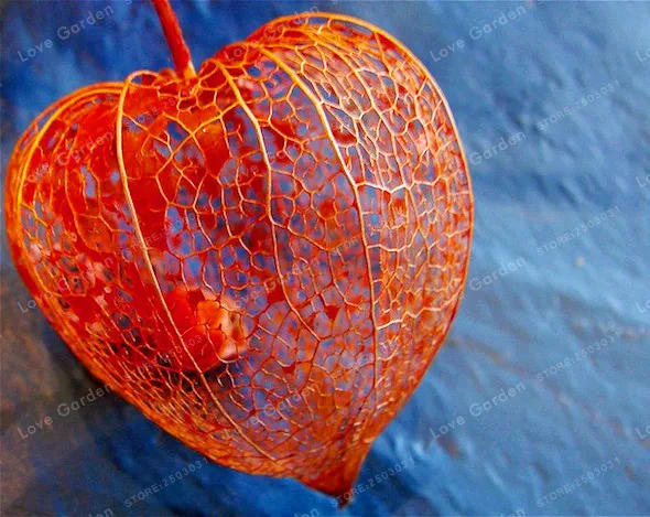 100 бонсай/упаковка, китайский фонарь завод Бонсай, Physalis Alkekengi травяной многолетний фруктовый бонсай в горшках