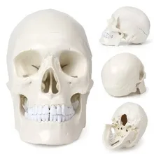 Teaching Model 1:1 Natural Big Head Skull Specimen Head Anatomy Model Skeleton Standard Skull Model
